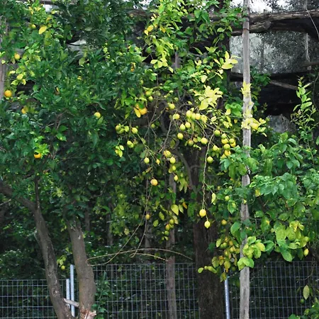 Lemons Hill Maison d'hôtes 4*