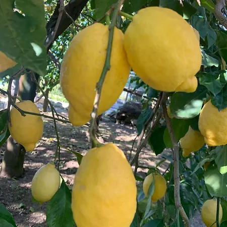 Maison d'hôtes Lemons Hill Sorrente