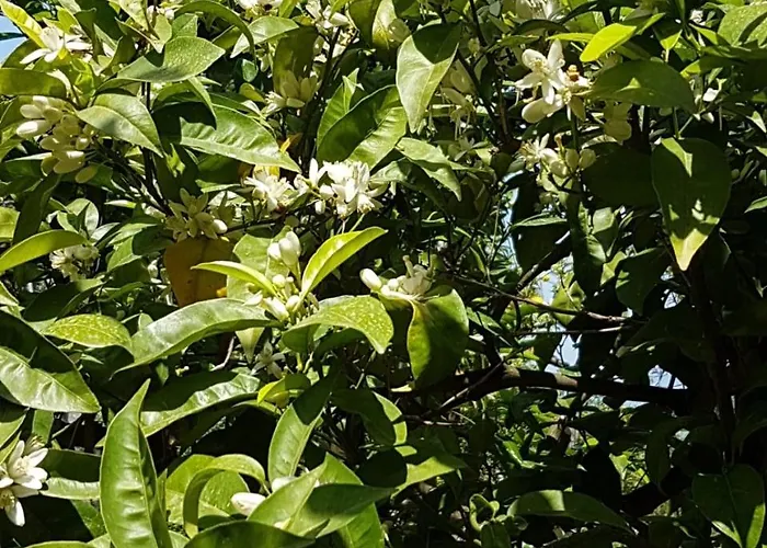 Lemons Hill 4* Sorrento