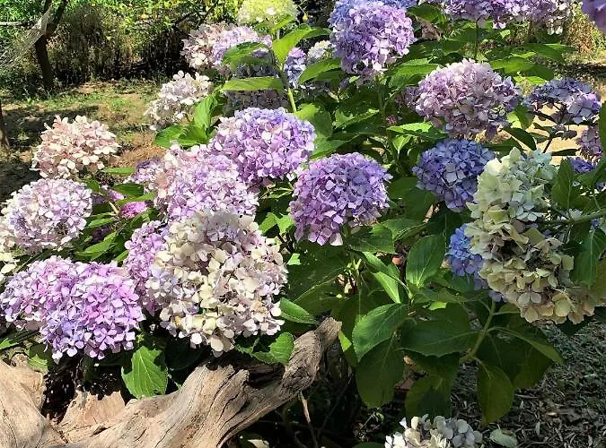 Lemons Hill Casa de hóspedes 4*