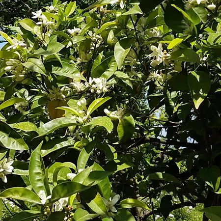 Lemons Hill 4* Сорренто