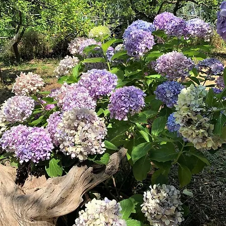 Lemons Hill Гостьовий будинок 4*