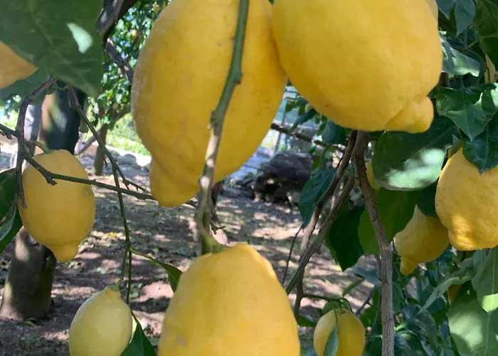 Vendégház Lemons Hill Sorrento